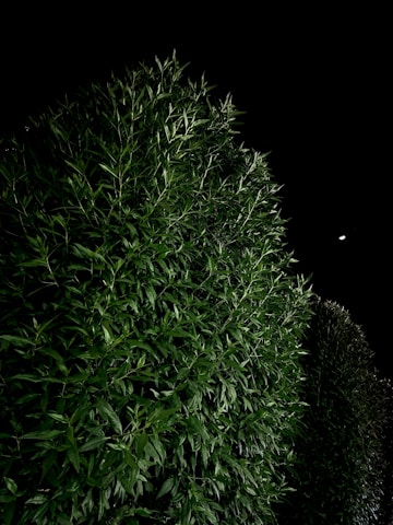 A dense, vibrant green hedge with sharp leaves is illuminated against a pitch-black night sky. The leaves display intricate patterns with varied shades of green.