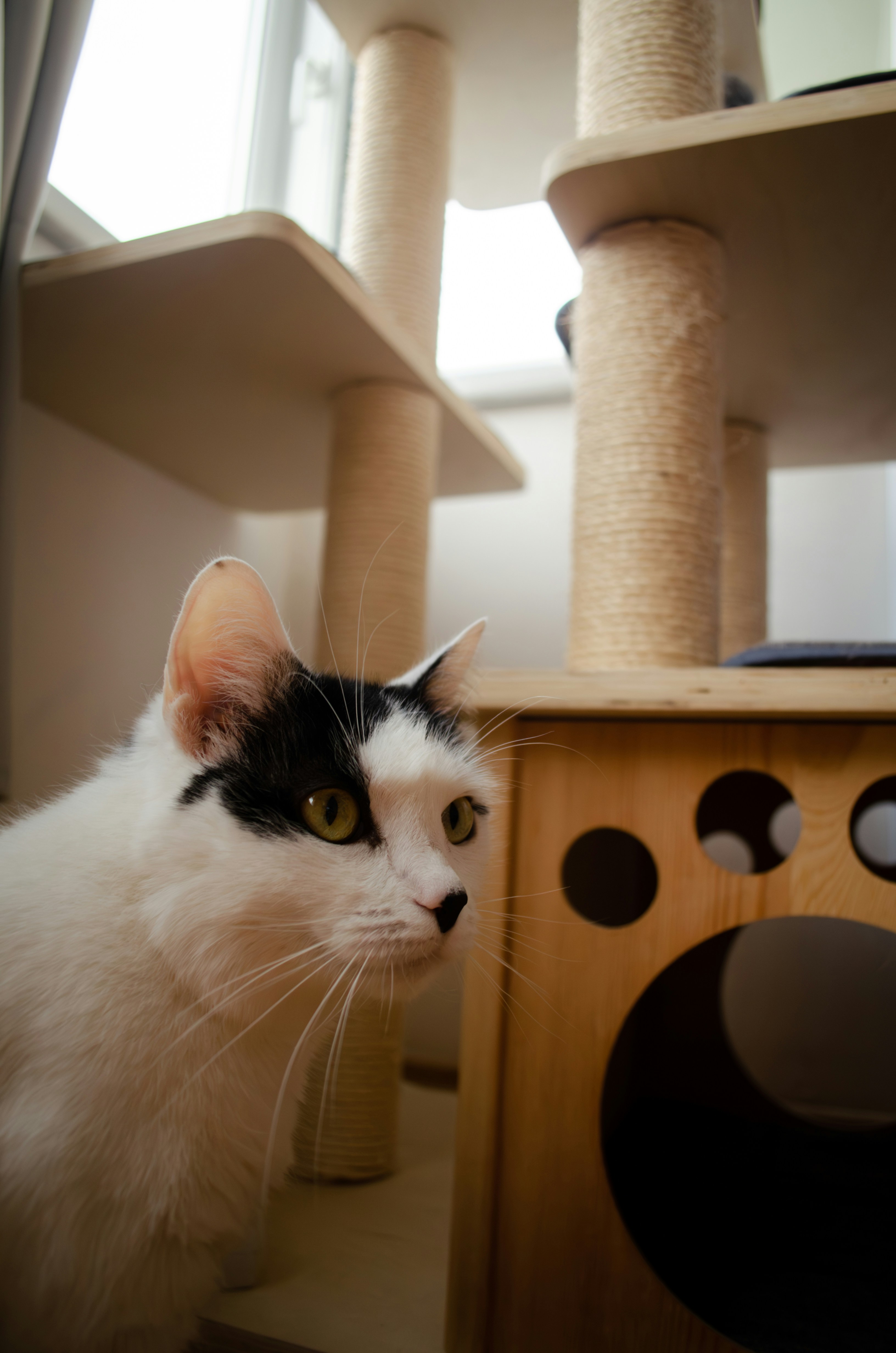a black and white cat standing in front of a cat tree
