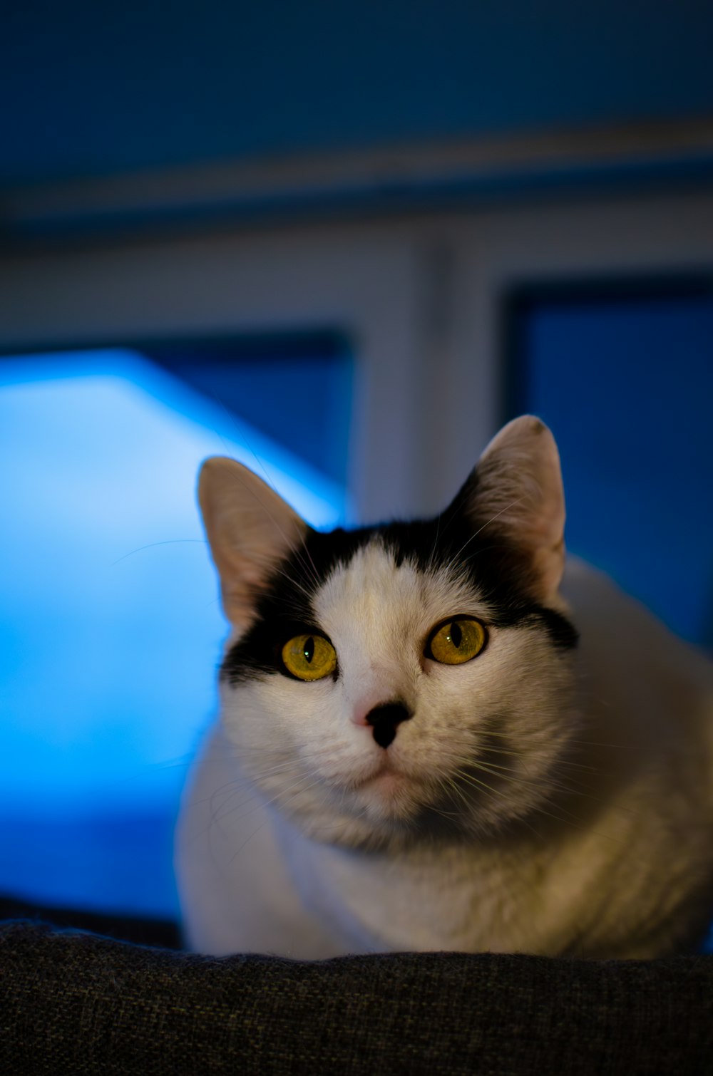 a black and white cat sitting on top of a couch