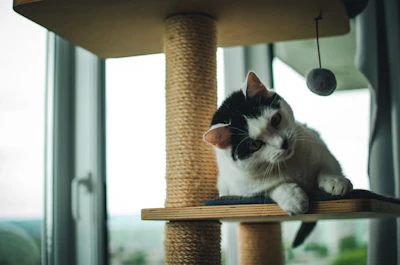 a black and white cat sitting on top of a cat tree