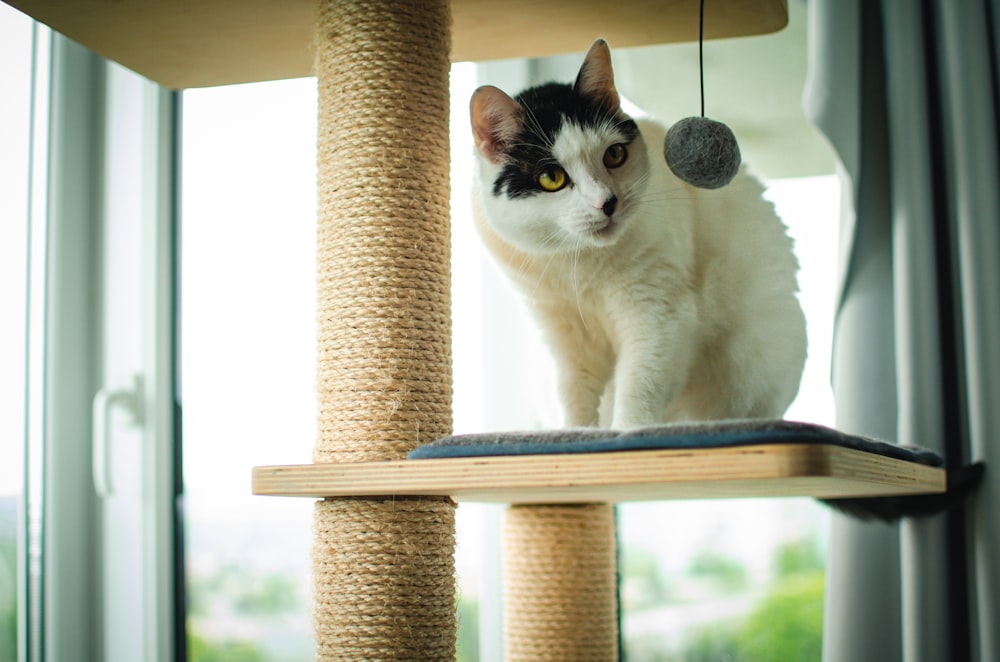 a black and white cat sitting on top of a cat tree