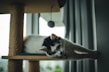 A stylish cat climbing tree with soft cushions and natural wood accents in a modern home.