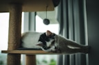 A stylish cat climbing tree with soft cushions and natural wood accents in a modern home.
