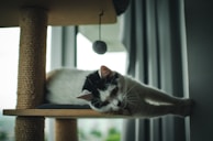 A cozy space with a cat lounging on a cat tree.