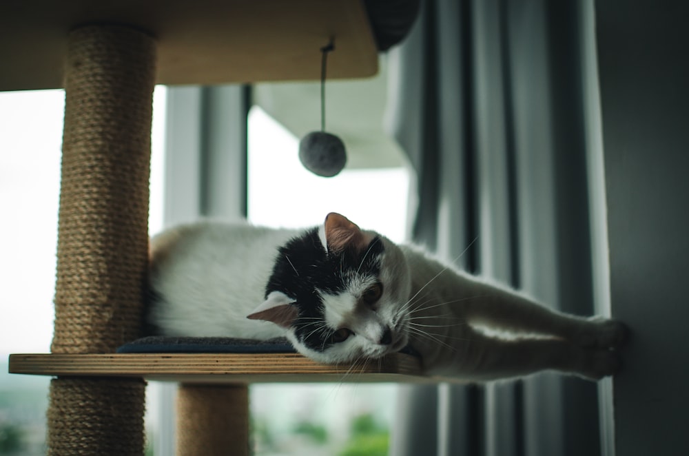 a black and white cat laying on top of a cat tree