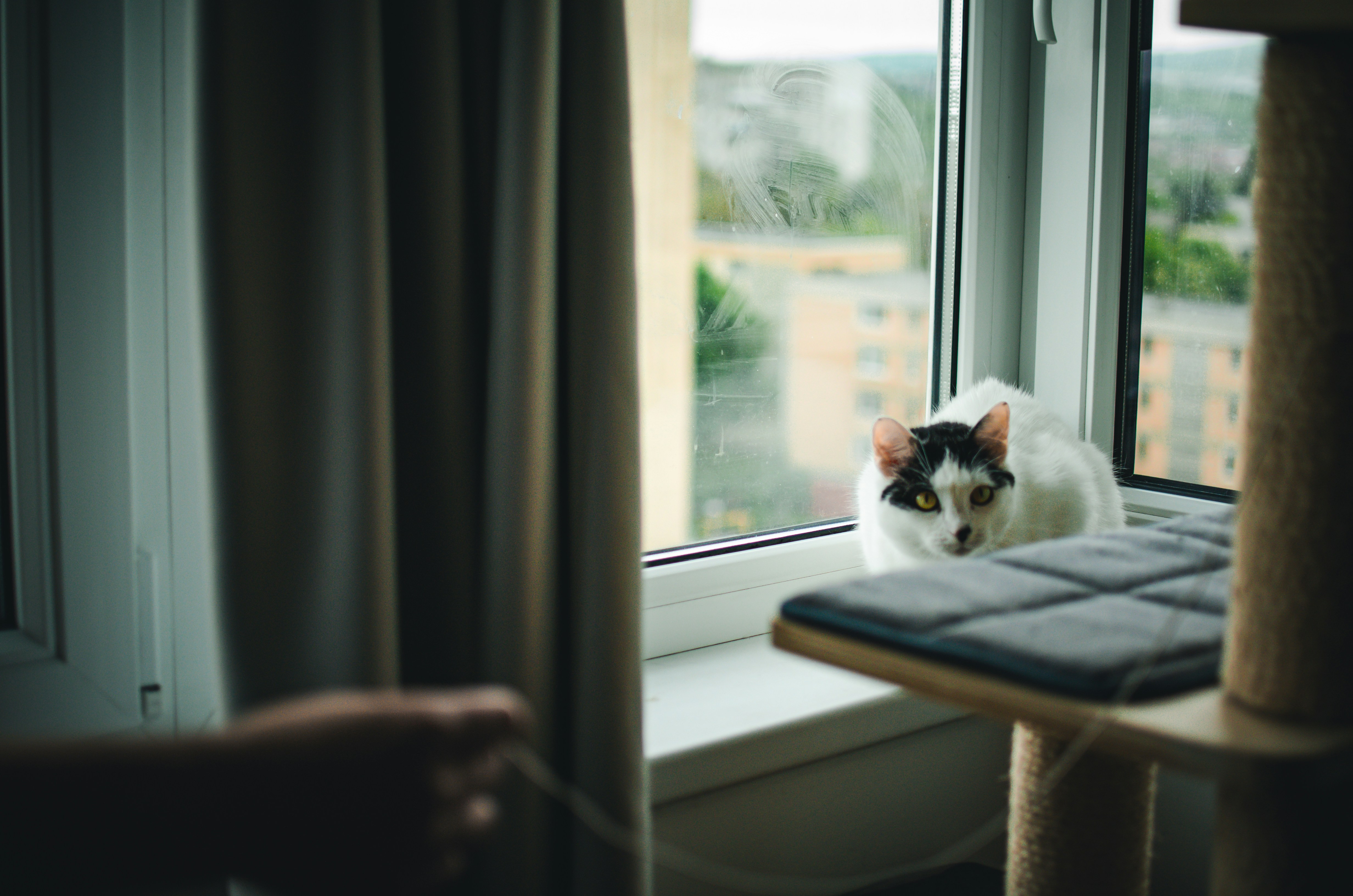 a black and white cat sitting on a window sill
