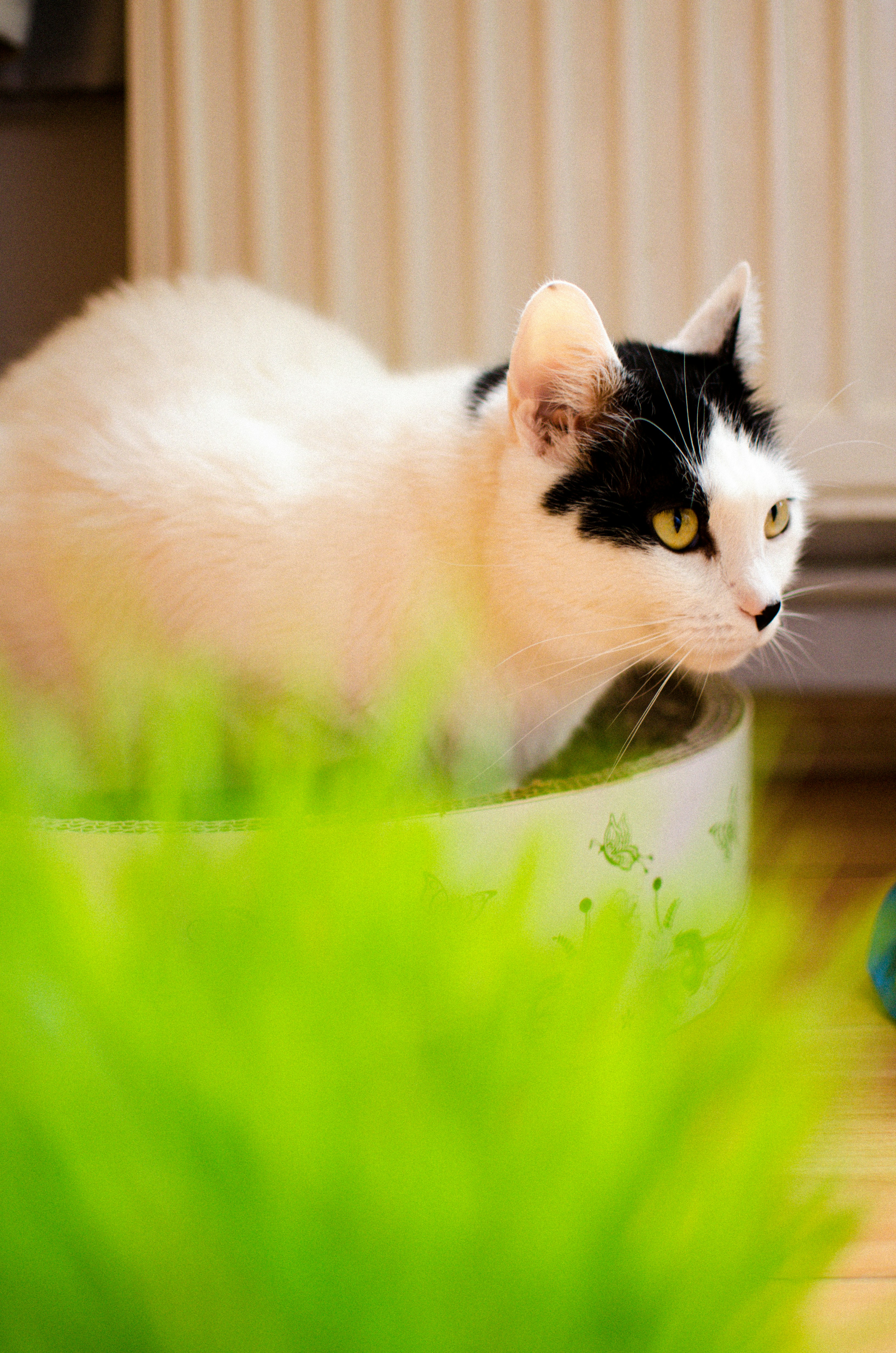 a black and white cat laying in a white bowl