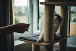 A playful kitten chasing a string in a sunlit room.