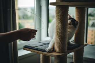 A cat playfully peeking out from behind the posts of a cat tree next to a window, while a human hand holds a string in front of it. The scene is set in an indoor environment with natural light coming through the window, creating a cozy and playful atmosphere.