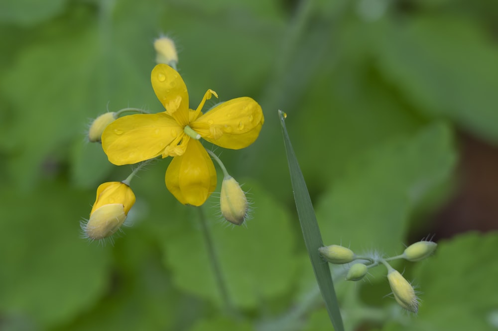 a yellow flower with green leaves in the background