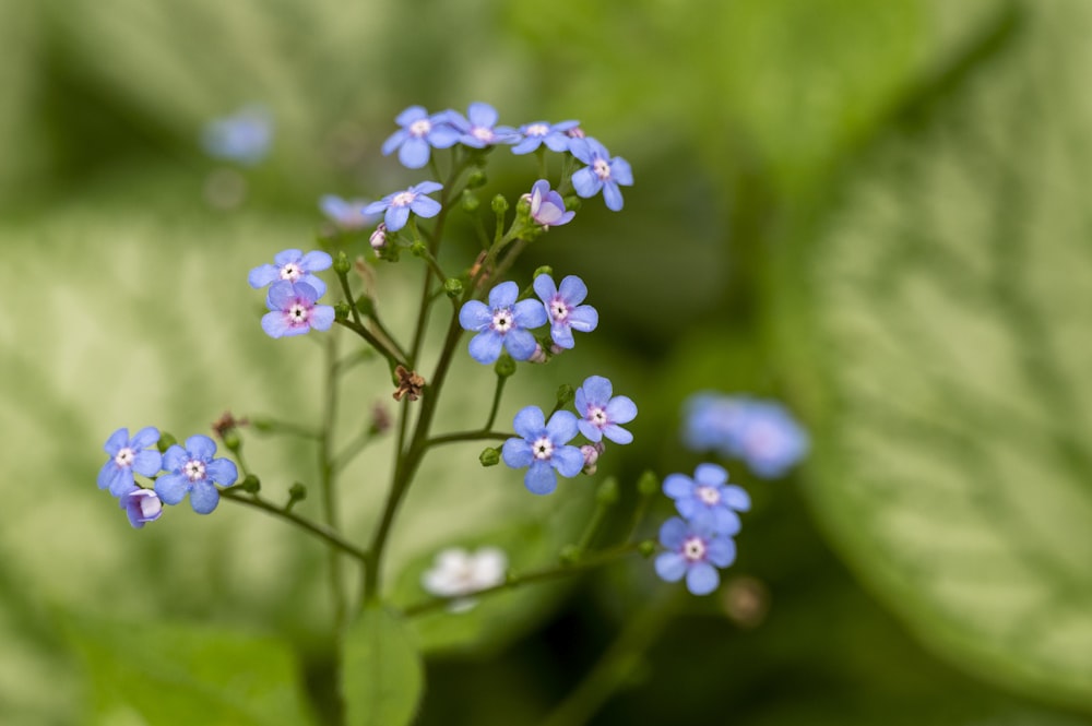 small blue flowers with green leaves in the background
