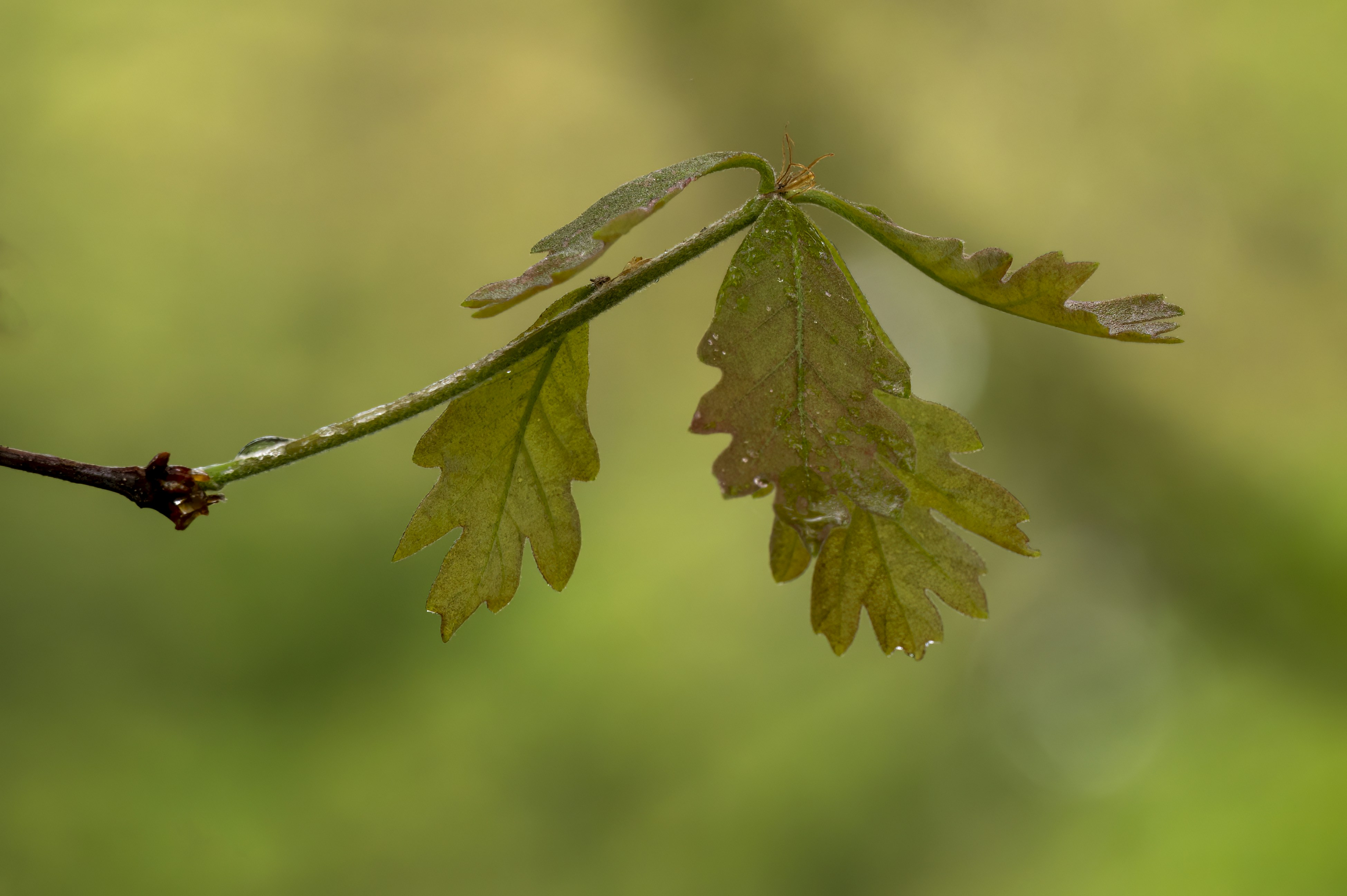 Photo by cholewinski