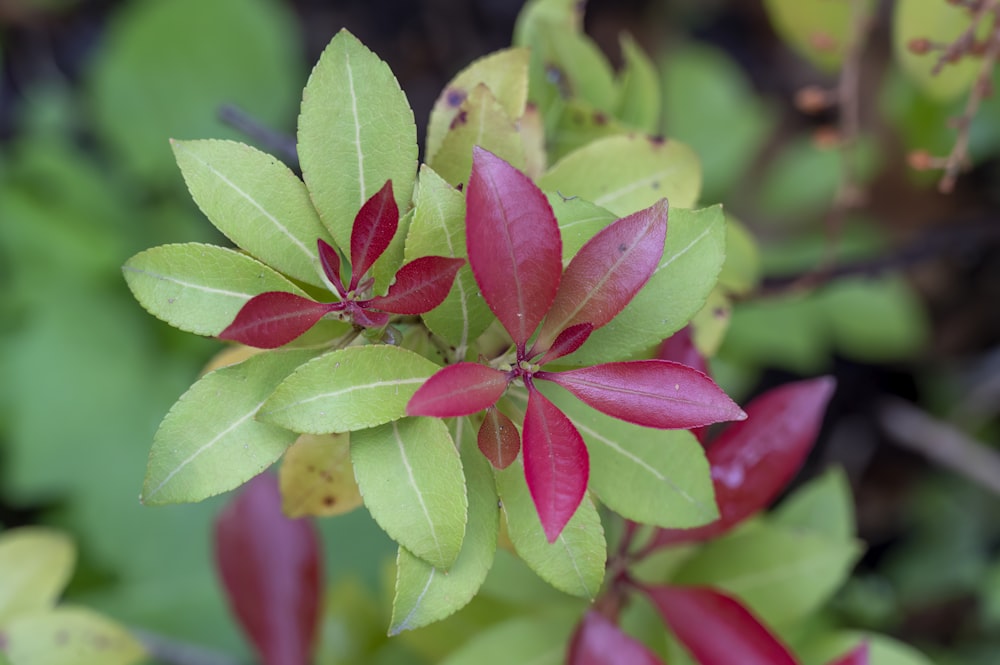 a close up of a plant with red and green leaves