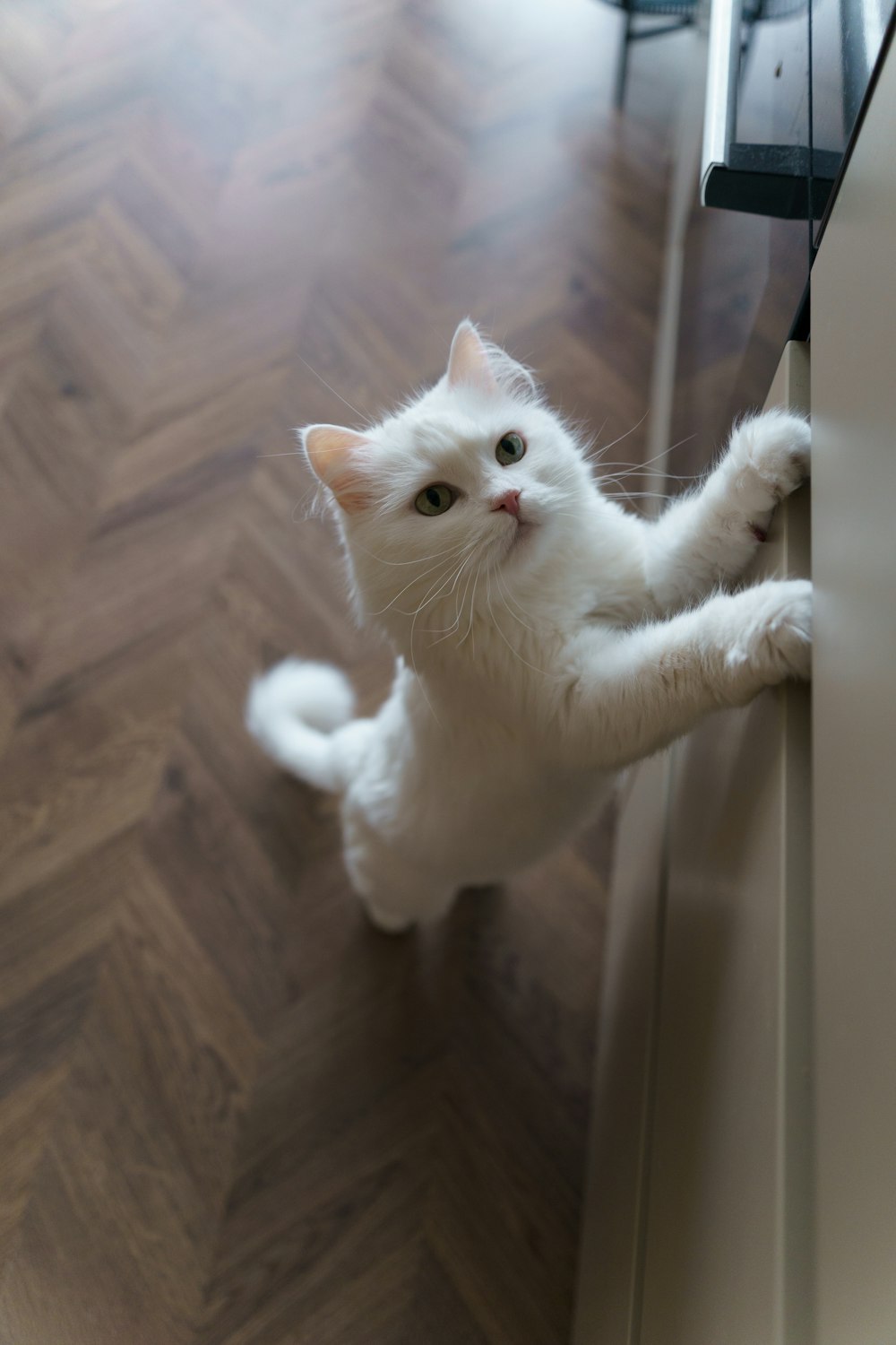 a small white cat standing on its hind legs