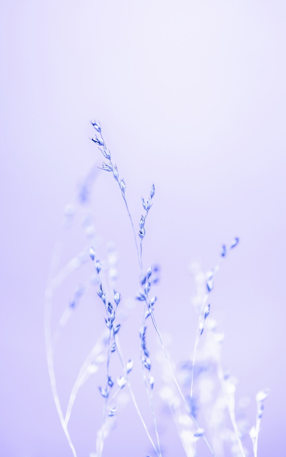 a close up of a plant with a sky background