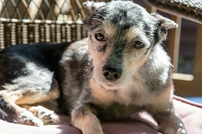 Senior Dog