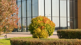 A warm, inviting photo of the Crosson Family Foundation office surrounded by trees in Villa Park.