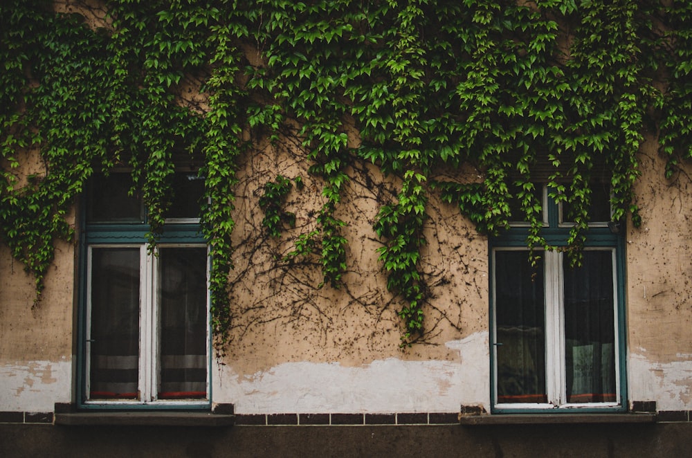 a building covered in vines and windows