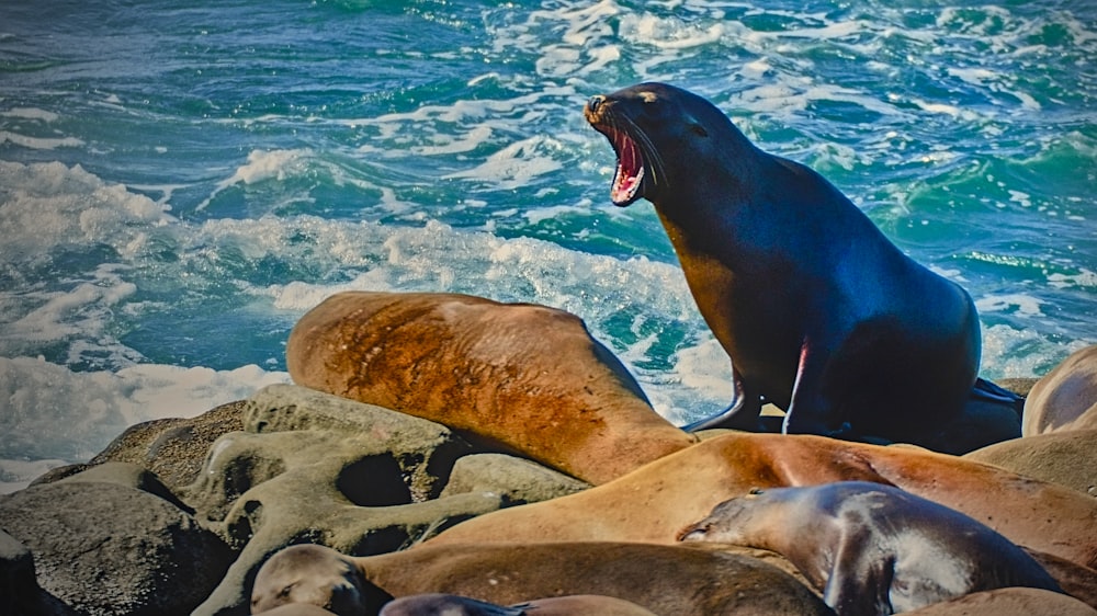 a sea lion sitting on top of a pile of rocks