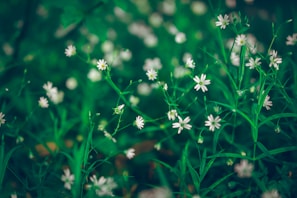 A tranquil scene of nature, representing purity and elegance.