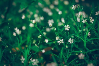 A tranquil scene featuring delicate floral arrangements.