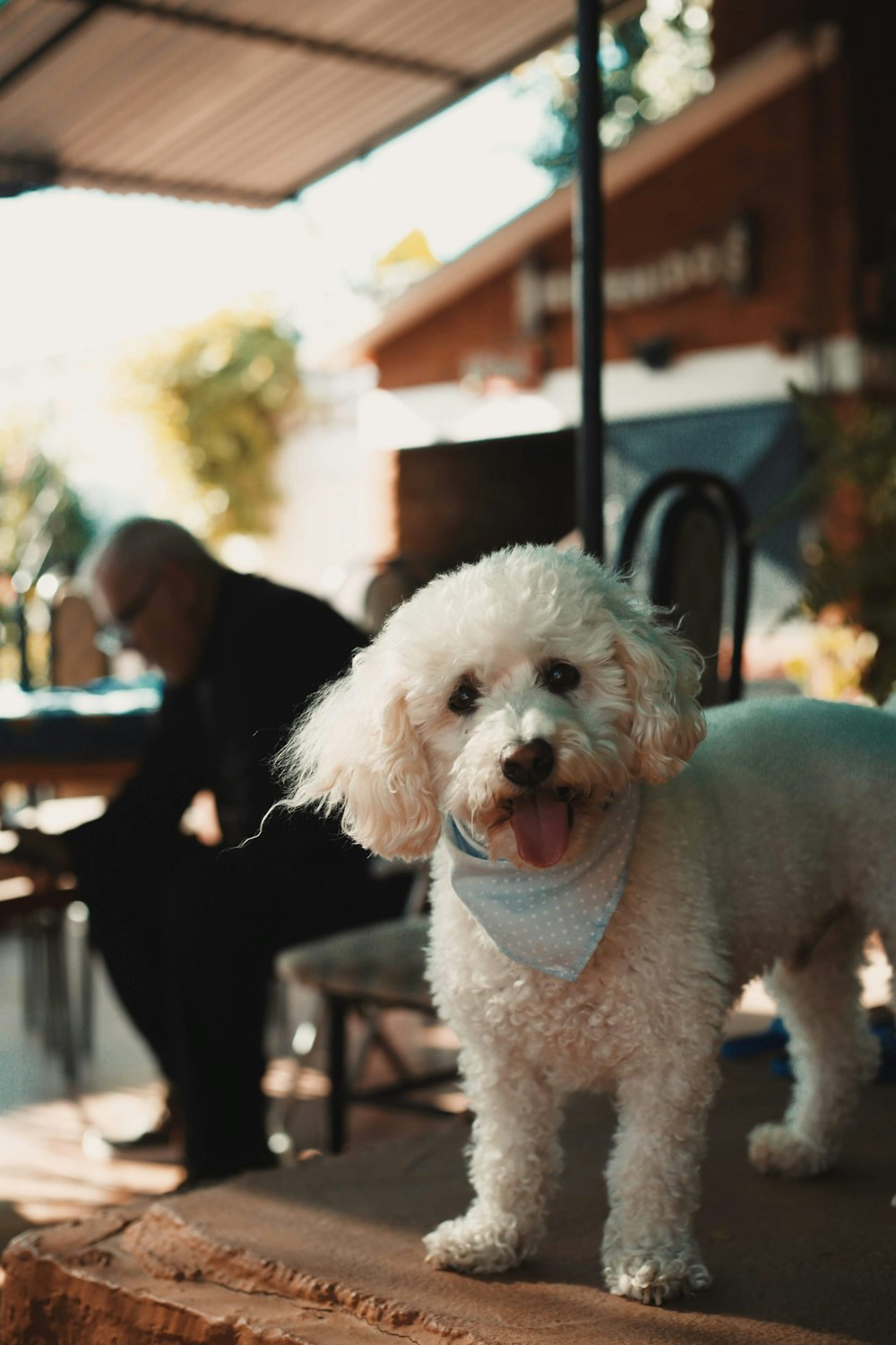 a small white dog standing on top of a sidewalk