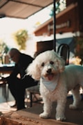 A small white fluffy dog with a blue bandana around its neck stands on a wooden table or platform. The dog appears happy and has its tongue out. In the background, a person dressed in dark clothing is sitting, and there are blurred elements of a garden or outdoor setting with chairs and a structure.