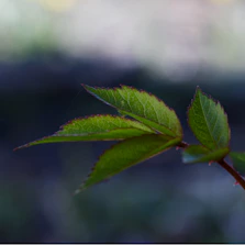 a close up of a green leaf on a tree