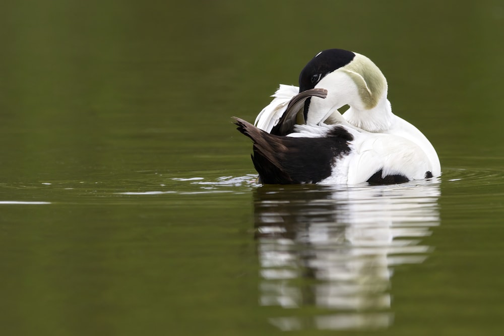 a black and white bird floating on top of a lake