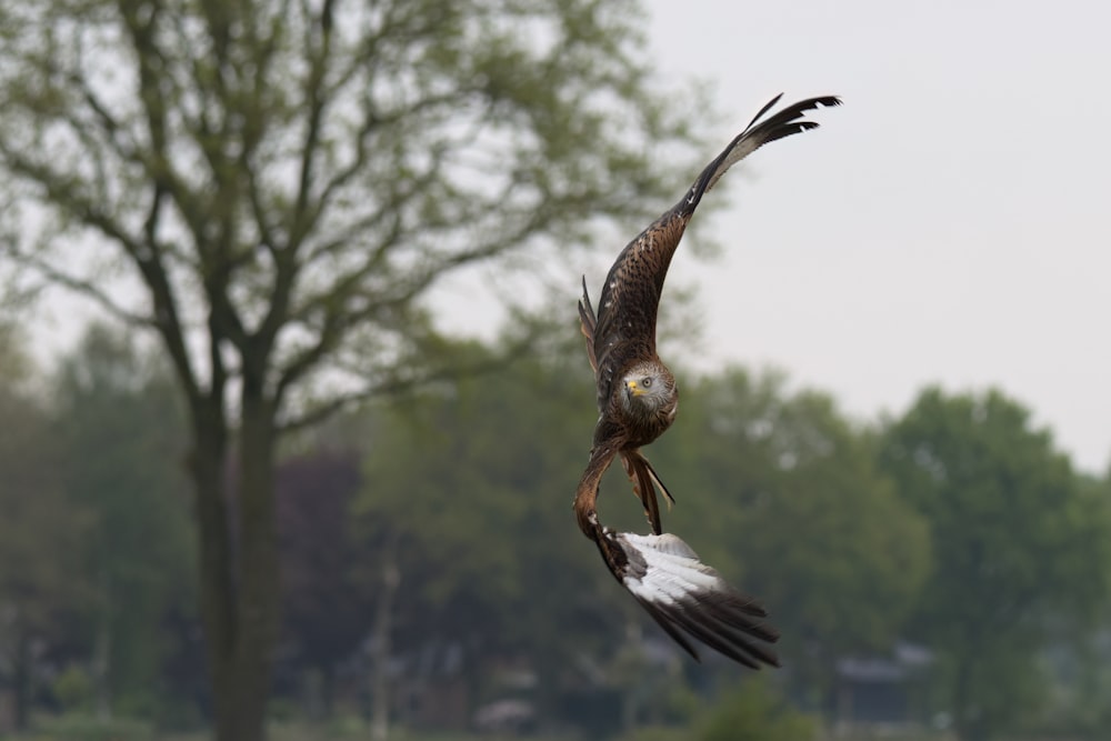 a bird of prey is flying in the air