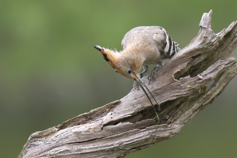 a small bird perched on top of a tree branch