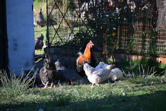 A group of colorful chickens gathered around a small robot in the sunlit backyard.