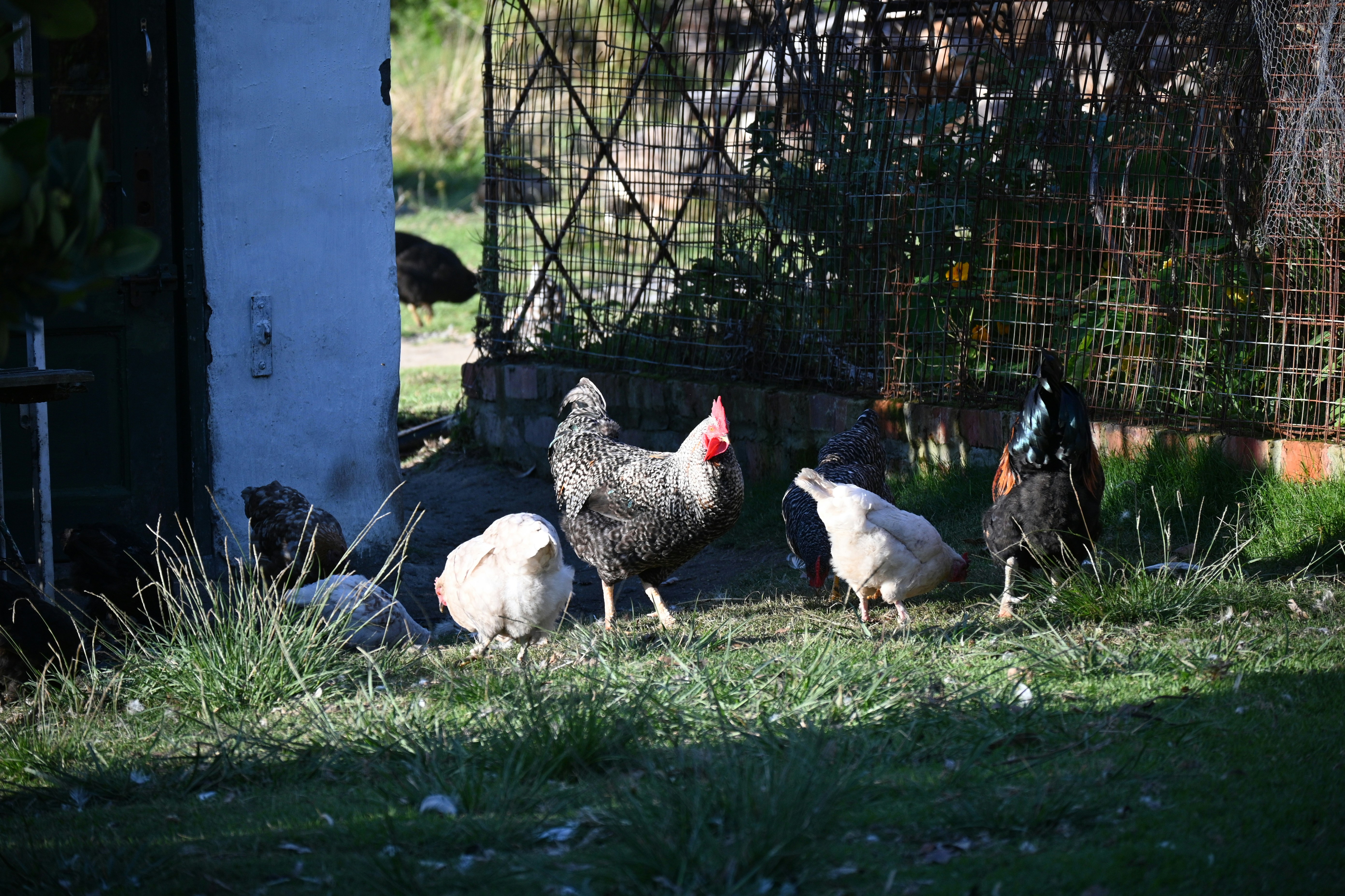 Chickens on grass-covered field
