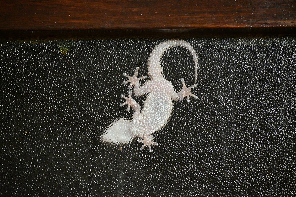a white gecko on a black surface