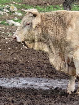 A large bull with a light brown, textured coat stands on muddy ground. The bull has a prominent hump and a pair of horns, with grass and stones visible in the background.