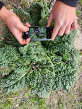 Two hands are holding a smartphone over a leafy green plant, capturing a close-up of a small purple flower at the center. The plant has large, textured leaves, and the phone's screen displays an enlarged image of the flower.