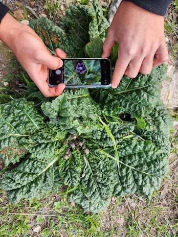 Two hands are holding a smartphone over a leafy green plant, capturing a close-up of a small purple flower at the center. The plant has large, textured leaves, and the phone's screen displays an enlarged image of the flower.