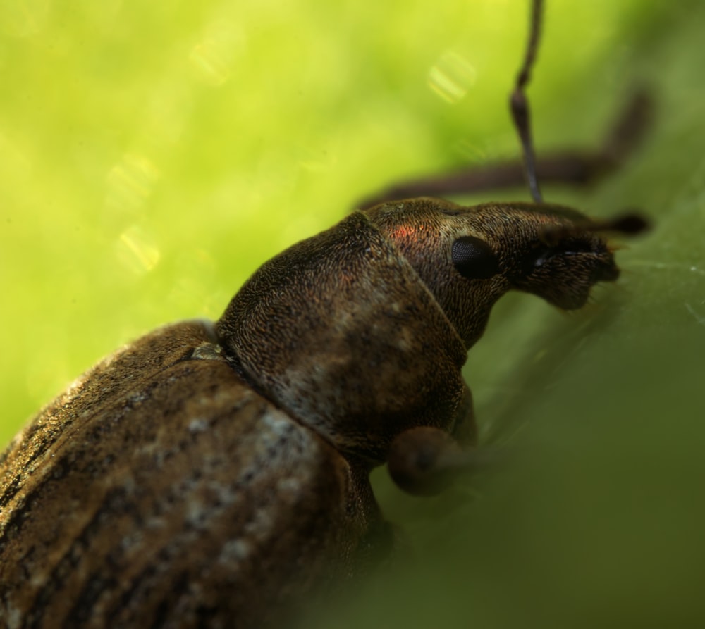 a close up of a bug on a leaf