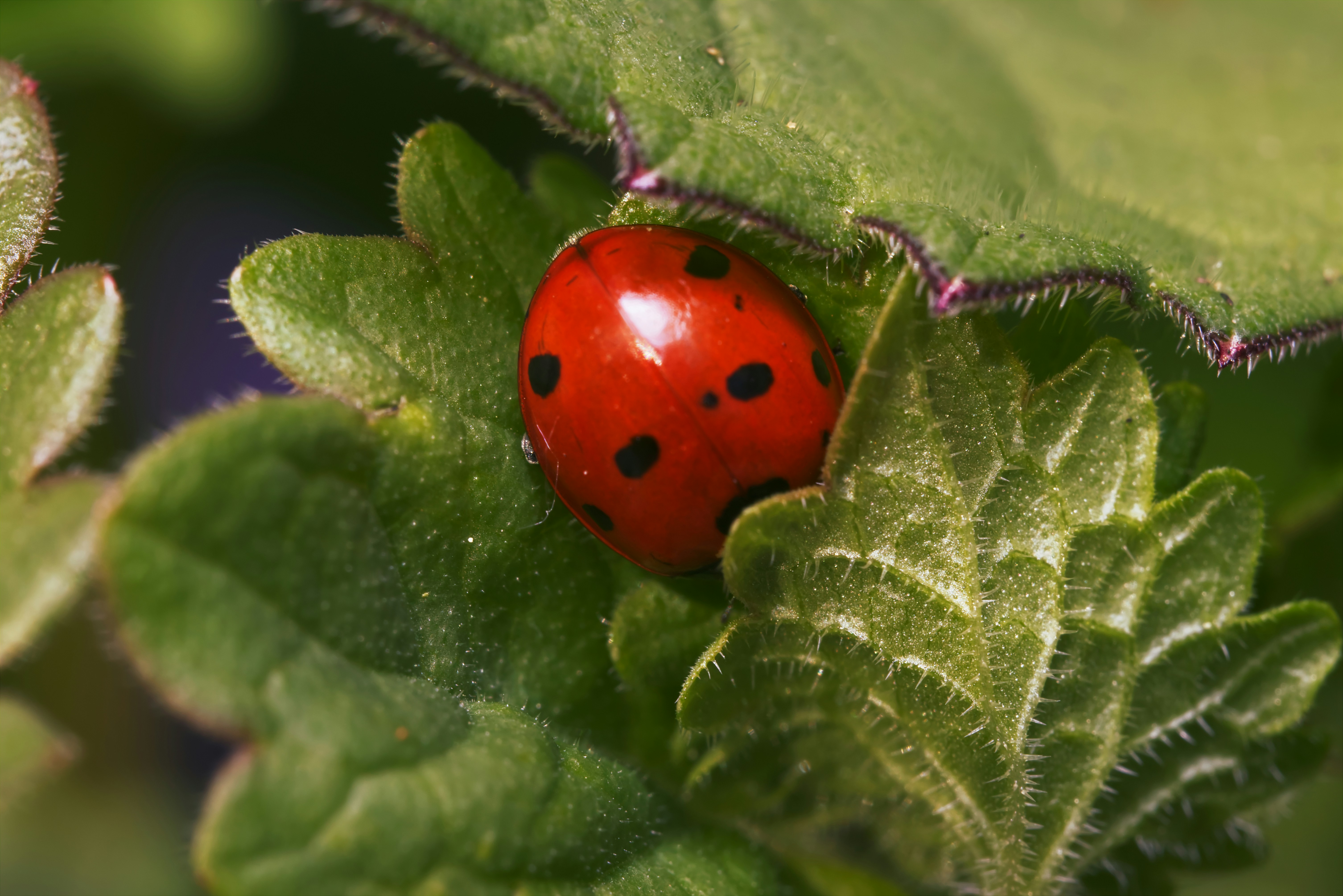 Photo by fidgetingferdie