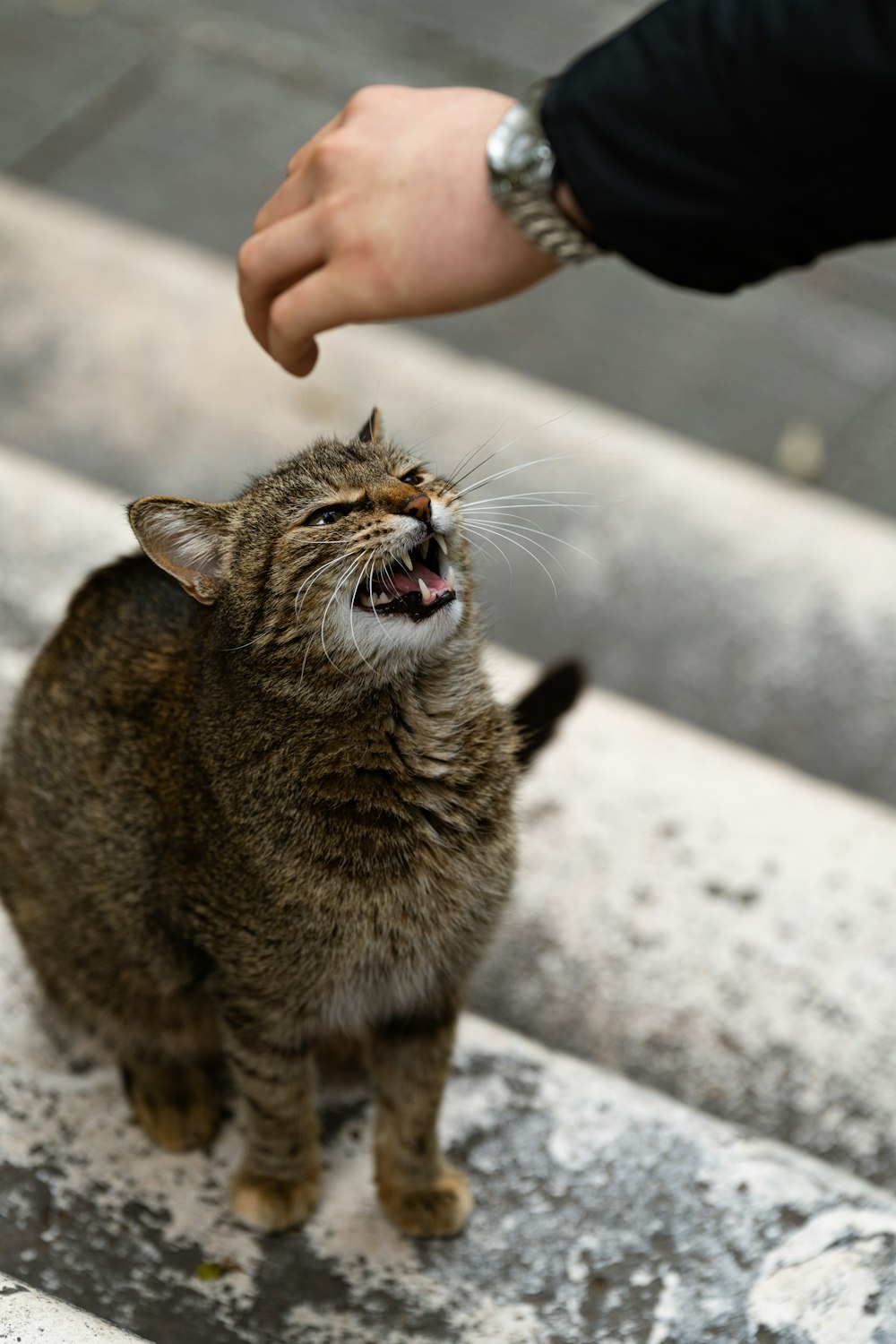 a cat sitting on the ground and being petted by a person