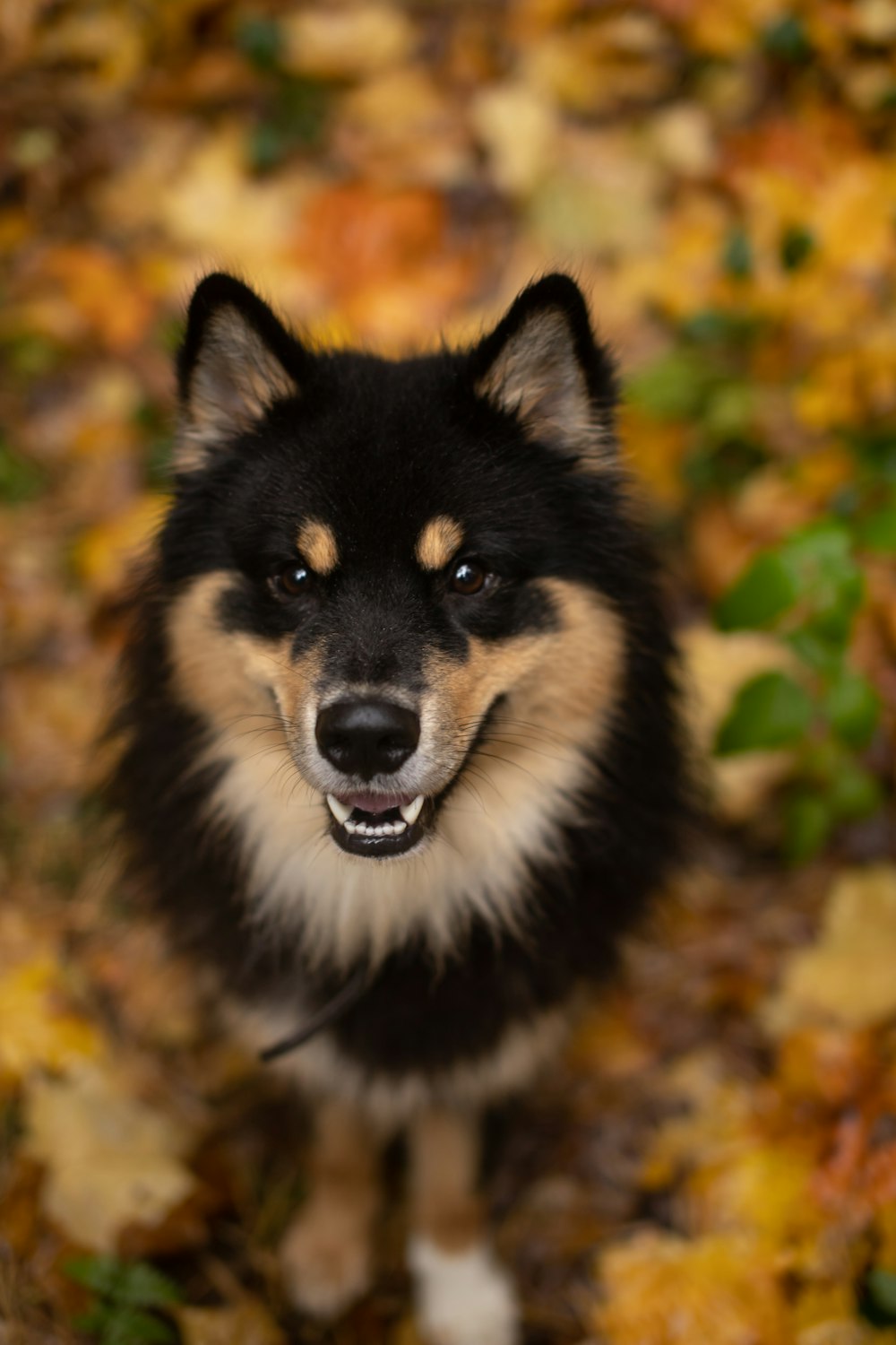 나뭇잎 더미 위에 앉아 있는 검은색과 갈색 개