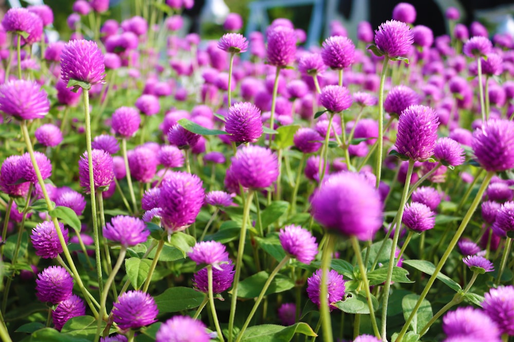 a field of purple flowers with green leaves