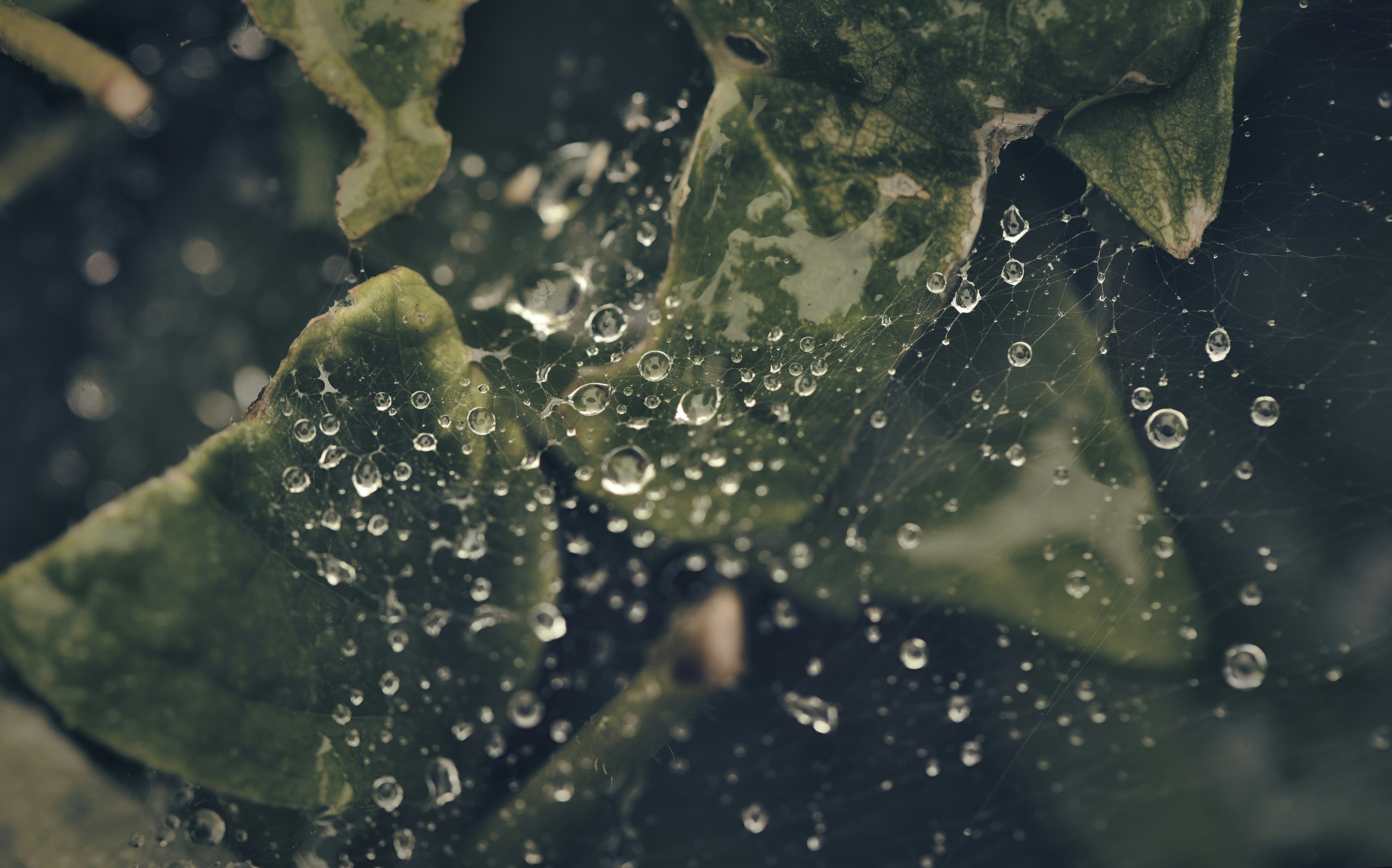 Photo by blooddrainer