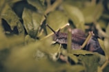 Close-up of snail slime extract dripping from a fresh snail on green leaves.