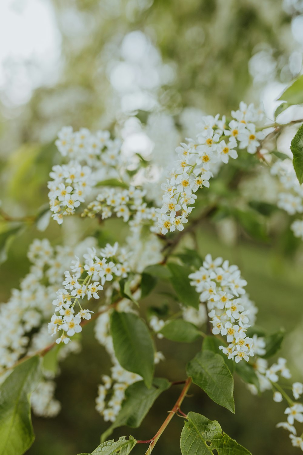 a branch with white flowers and green leaves