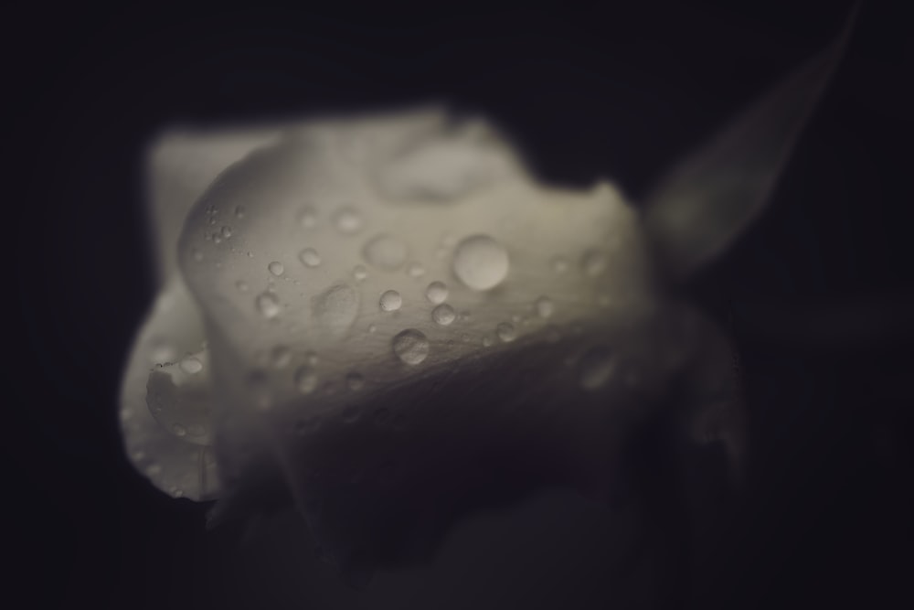 a white flower with water droplets on it