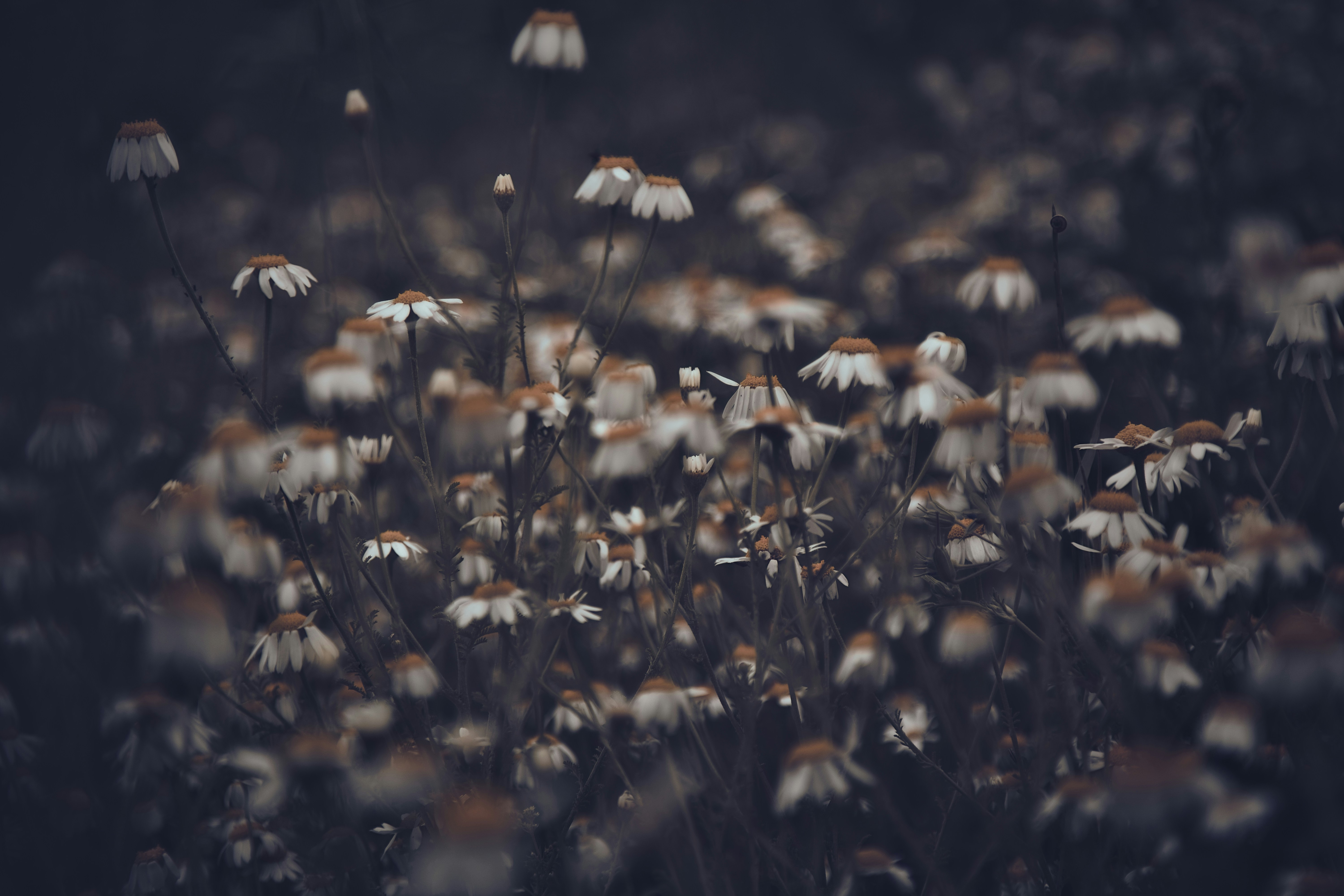 Photo by blooddrainer