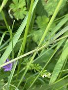 A small green insect is perched on a slender blade of grass, surrounded by various types of vibrant green foliage. A hint of purple is visible from a flower partially hidden among the leaves.