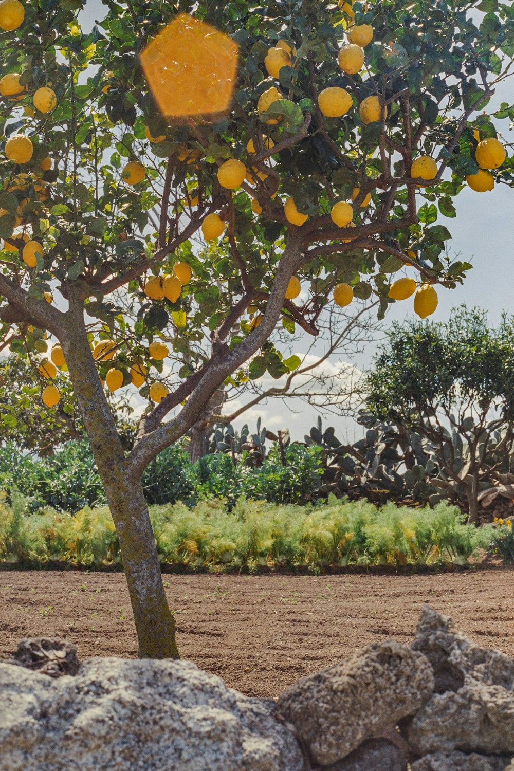 an orange tree with lots of oranges growing on it