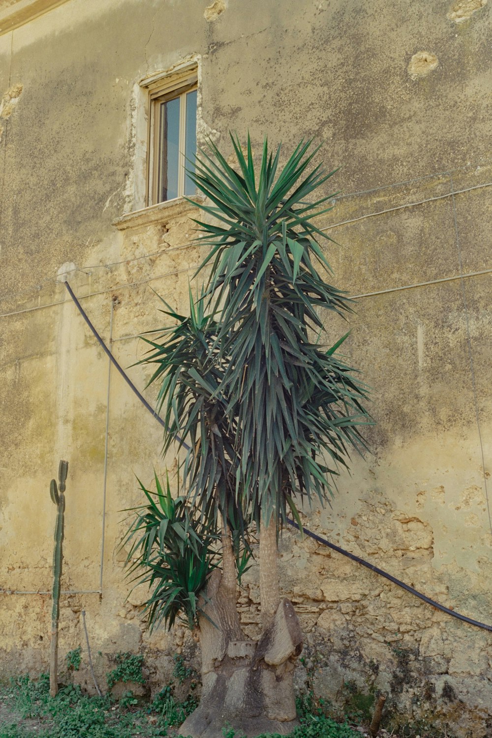 a palm tree in front of a building